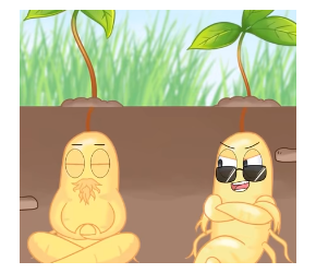 人参当然越老越仙