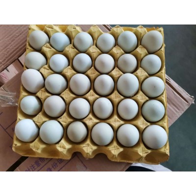 新杨绿壳蛋(中号)，翡翠绿，420枚/件，净重34斤-35斤，鸡场直销图4