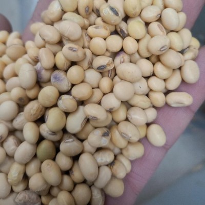 农家自产大黄豆 大黄豆打豆浆原料 农家食用黄豆图3