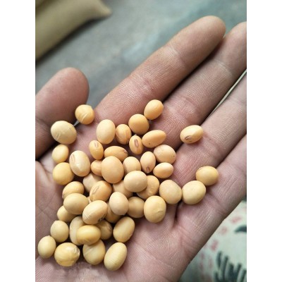 苏北淮安销售 大豆农家食用黄豆 打豆浆五谷杂粮图3