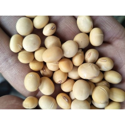 苏北淮安销售 大豆农家食用黄豆 打豆浆五谷杂粮图4