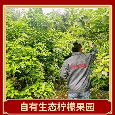 一级精选四川安岳柠檬鲜果批发 当季新鲜水果 产地直发黄柠檬代发图2
