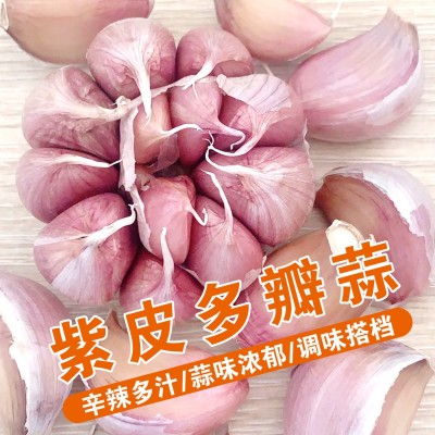 2023紫皮大蒜6厘米蒜王1斤山东大蒜源头工厂批发各平台代发优选图5