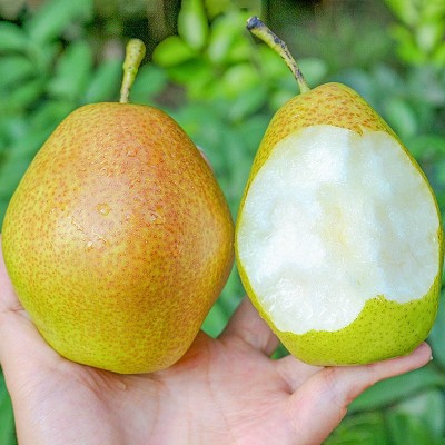 山西红香酥梨新鲜水果当季整箱脆甜薄皮酥梨产地现摘批发汁多无渣图3