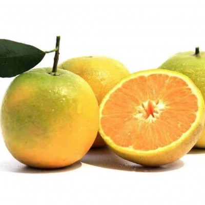 新鲜夏橙现摘当季水果手剥橘子桔子榨汁橙子夏橙一件代发