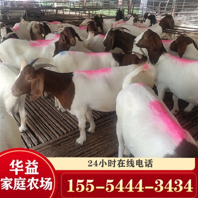 波尔山羊 肉羊 小羊羔 山羊批发活羊多少钱一斤养殖场批发图4