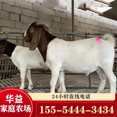 波尔山羊 肉羊 小羊羔 山羊批发活羊多少钱一斤养殖场批发图3