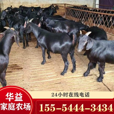 黑山羊羊苗价格白山羊羊羔价格 黑山羊种苗养殖场图2