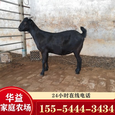 黑山羊羊苗价格白山羊羊羔价格 黑山羊种苗养殖场
