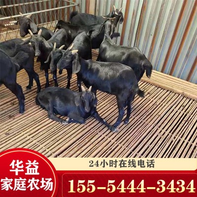 黑山羊羊苗价格白山羊羊羔价格 黑山羊种苗养殖场图3