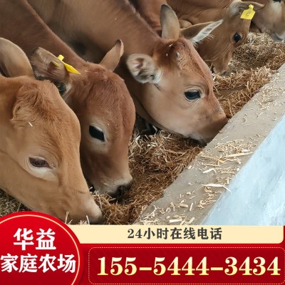 活牛出售鲁西黄牛肉牛犊活体小黄牛 鲁西黄牛牛苗价格图2
