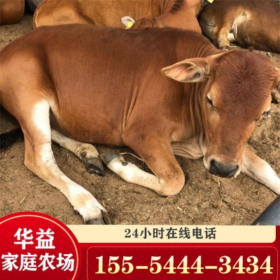 活牛出售鲁西黄牛肉牛犊活体小黄牛 鲁西黄牛牛苗价格