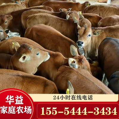 活牛出售鲁西黄牛肉牛犊活体小黄牛 鲁西黄牛牛苗价格图4