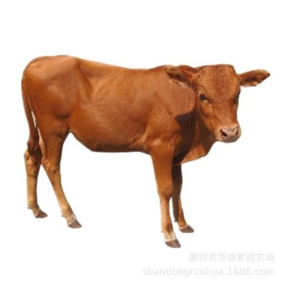 活牛出售鲁西黄牛肉牛犊活体小黄牛 鲁西黄牛牛苗价格图5