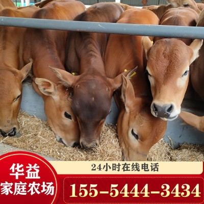 活牛出售鲁西黄牛肉牛犊活体小黄牛 鲁西黄牛牛苗价格图3