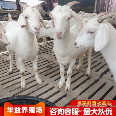 纯种杜泊绵羊 小羊羔育肥羊苗 美国白山羊活体黑山羊高产量奶山羊图5