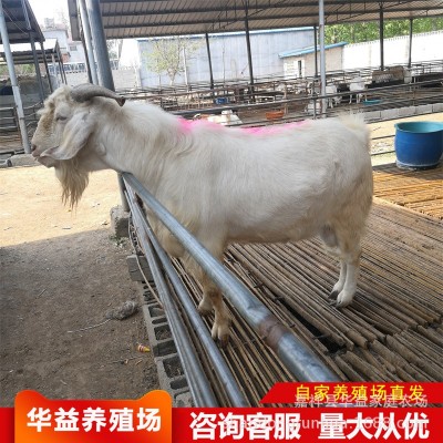纯种杜泊绵羊 小羊羔育肥羊苗 美国白山羊活体黑山羊高产量奶山羊图3