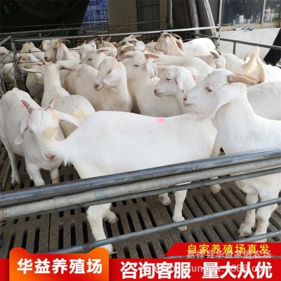 纯种杜泊绵羊 小羊羔育肥羊苗 美国白山羊活体黑山羊高产量奶山羊