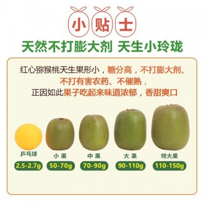 一级果纯甜四川蒲江红心猕猴桃奇异果新鲜当季水果批发代发品质果图3