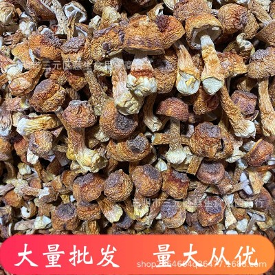 新货云南姬松茸干货新鲜巴西菇土特产食用菌香菇批发图2