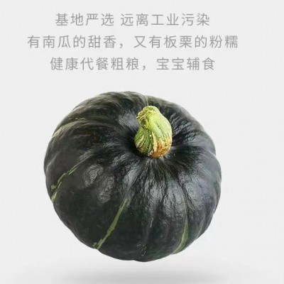 原产地直供贝贝南瓜粉面香甜孕妇宝宝可食板栗味贝贝南瓜礼盒批发图5