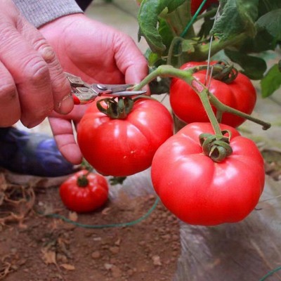 海阳普罗旺斯西红柿现摘现发沙瓤水果番茄新鲜蔬菜生吃西红 柿批发图3