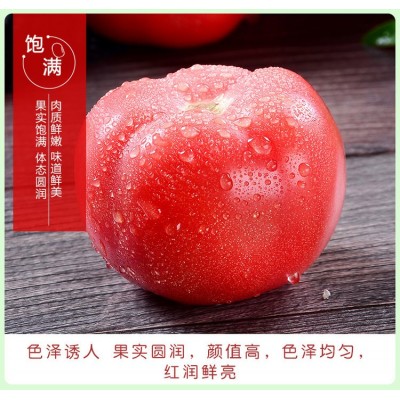 海阳普罗旺斯西红柿现摘现发沙瓤水果番茄新鲜蔬菜生吃西红 柿批发图2