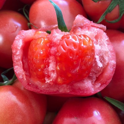 海阳普罗旺斯西红柿现摘现发沙瓤水果番茄新鲜蔬菜生吃西红 柿批发