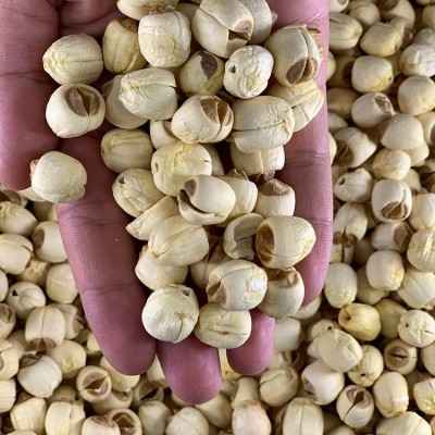 厂家直供 江西广昌磨皮白莲子干货批发新鲜现货特 级大颗去芯莲子图4