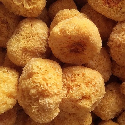 批发丑耳白木耳菌菇干货特产手选糯耳批发厂家直发销售一件代发图2