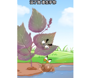 紫苏田螺，最佳拍档