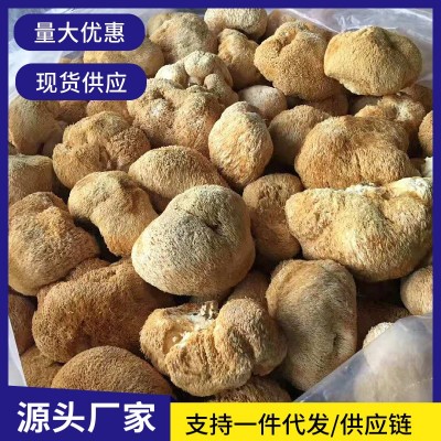 古田猴头菇 农家特产新货剪跟猴头菇 福建特产食用菌厂家直供图3