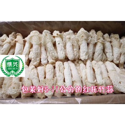 竹荪 织金红托竹荪 11-13cm 肉质细腻380元/500克图3