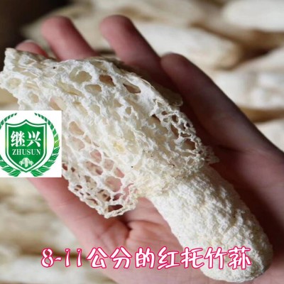 竹荪 织金红托竹荪 11-13cm 肉质细腻380元/500克