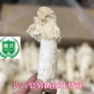 竹荪 织金红托竹荪 11-13cm 肉质细腻380元/500克图2
