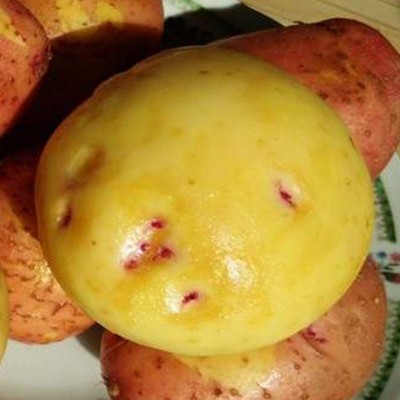 批发云南新鲜现挖 红皮黄心小土豆 新鲜蔬菜糯香马铃薯一件代发图3