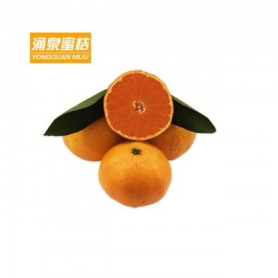 涌泉蜜桔台州临海黄岩无核橘子新鲜水果浙江特产桔子员工福利包邮图4
