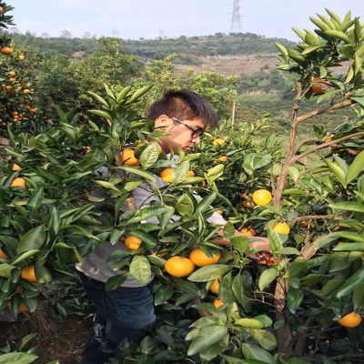 涌泉蜜桔台州临海黄岩无核橘子新鲜水果浙江特产桔子员工福利包邮图2