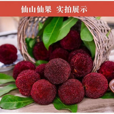 正宗仙居杨梅东魁时令现摘现发水果新鲜果园直发荸荠颗粒顺丰包邮