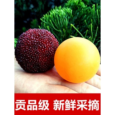 正宗仙居杨梅东魁时令现摘现发水果新鲜果园直发荸荠颗粒顺丰包邮图2