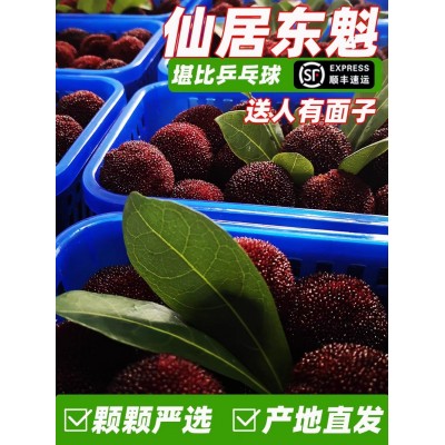 正宗仙居杨梅东魁时令现摘现发水果新鲜果园直发荸荠颗粒顺丰包邮图4