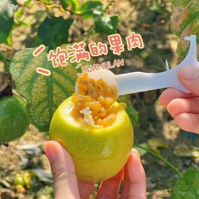 海南黄金百香果新鲜水果福建小黄金批发支持一件代发图3