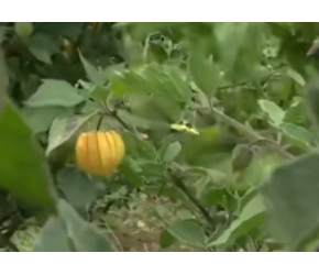 灯笼果的一生｜现代农业种植和收获菇娘果