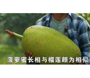 菠萝蜜的一生｜现代农业种植和收获世界上最大的水果波罗蜜