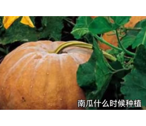 南瓜种植技术