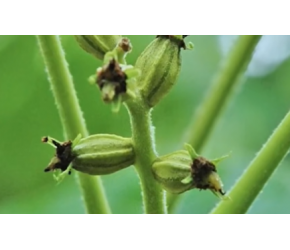 小油壶【碧根果】的一生｜现代农业种植和收获长寿果｜美国山核桃