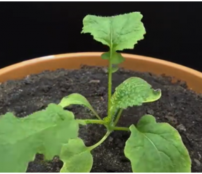 油菜种植技术视频，现代农业：油菜的种植与收获