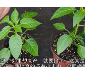 朝天椒何时掐尖去头最高产，看一眼就知道！种植辣椒需要摘心吗？