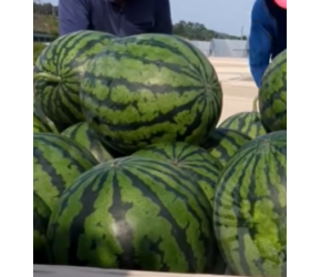 西瓜是如何采摘和分选的？无需开瓜就知道含糖量，每天分选100吨
