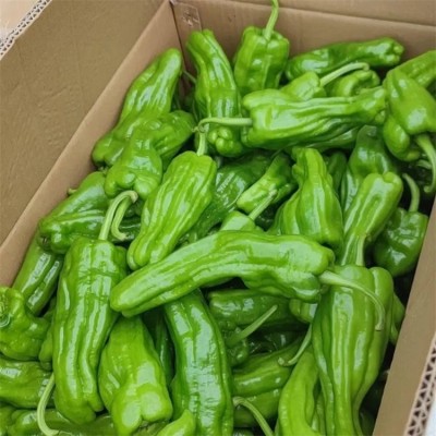 升鑫新鲜薄皮青椒 红辣椒 应季时令蔬菜农家自种图4